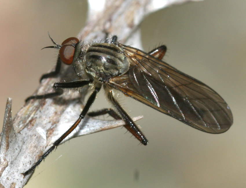 Empis aestiva M (Empididae).